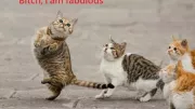 Teaser Bild von WoW: Des Druiden neue Schritte - frische Animationen für die Katzenform